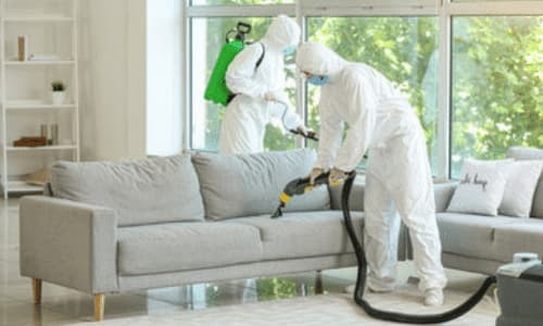 disinfestatori operano sul divano di un salotto
